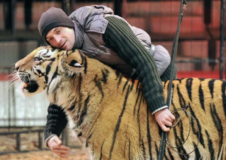 PXL - tigar PXL tigar