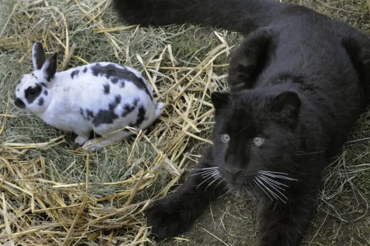 Zec, Tigar, Prijatelji Zec, Tigar, Prijatelji