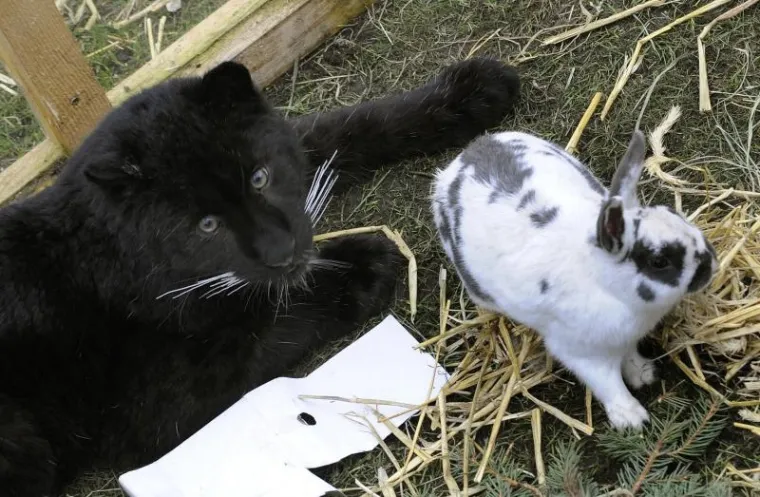 Zec, Tigar, Prijatelji Zec, Tigar, Prijatelji