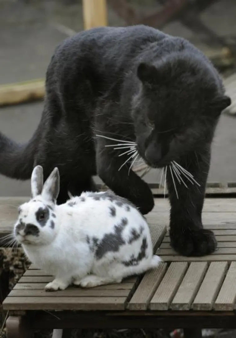 Zec, Tigar, Prijatelji Zec, Tigar, Prijatelji