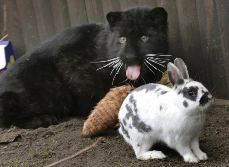 Zec, Tigar, Prijatelji Zec, Tigar, Prijatelji