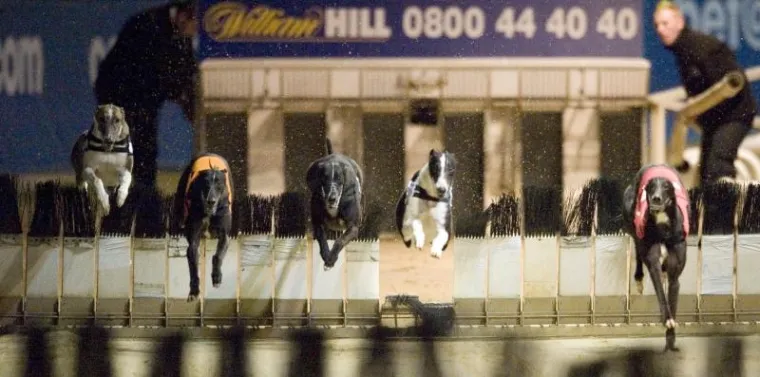 London, Utrke pasa London, Utrke pasa