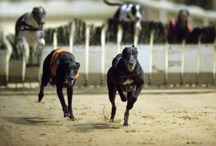 London, Utrke pasa London, Utrke pasa