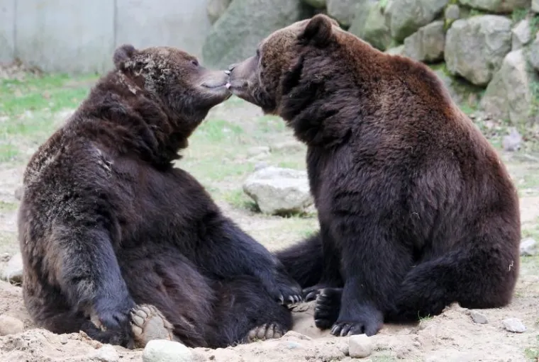 Medvjed, Zimski san Medvjed, Zimski san