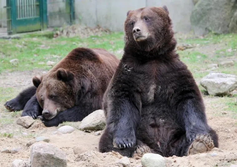 Medvjed, Zimski san Medvjed, Zimski san