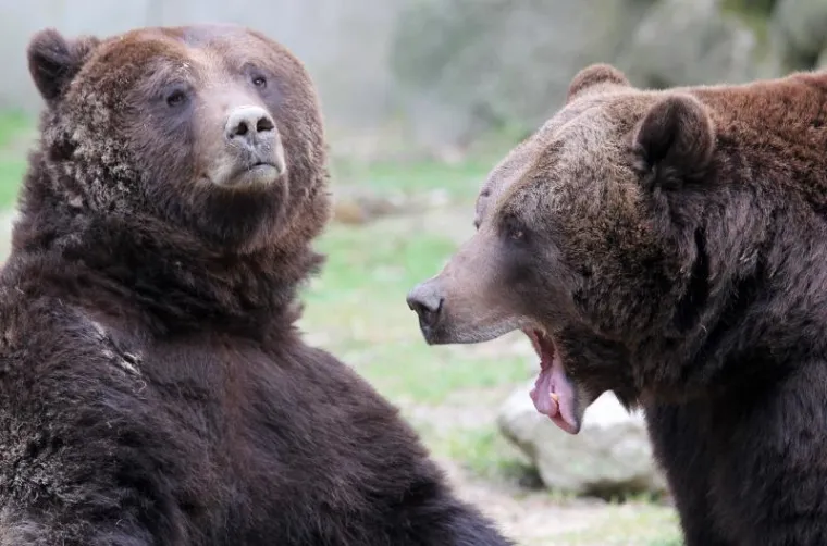 Medvjed, Zimski san Medvjed, Zimski san