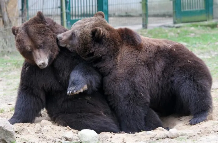 Medvjed, Zimski san Medvjed, Zimski san