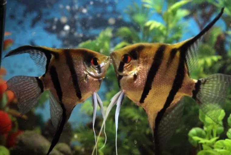 Valentinovo Valentinovo