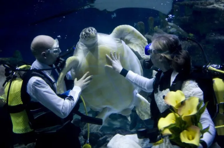 PXL akvarij vjenčanje PXL akvarij vjenčanje