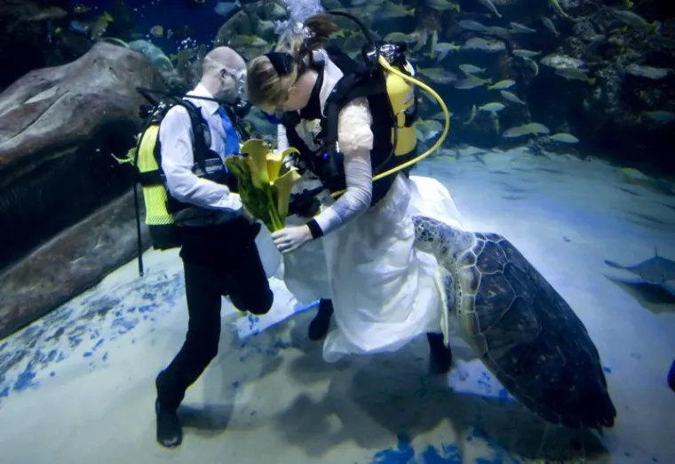 PXL akvarij vjenčanje PXL akvarij vjenčanje