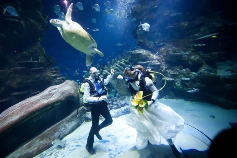 PXL akvarij vjenčanje PXL akvarij vjenčanje