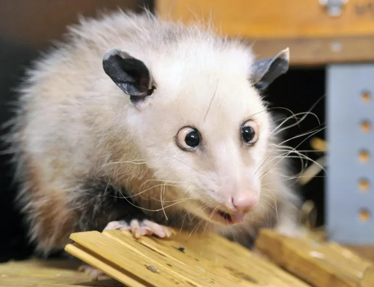 Oposum Oposum