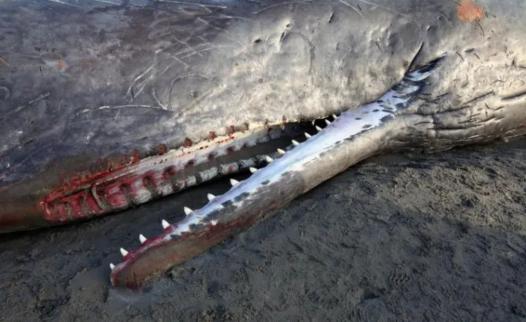 kit, nasukavanje kit, nasukavanje