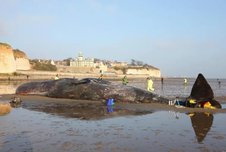 kit, nasukavanje kit, nasukavanje