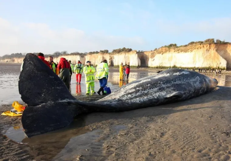 kit, nasukavanje kit, nasukavanje