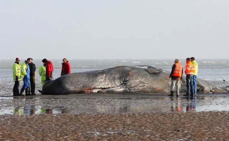 kit, nasukavanje kit, nasukavanje