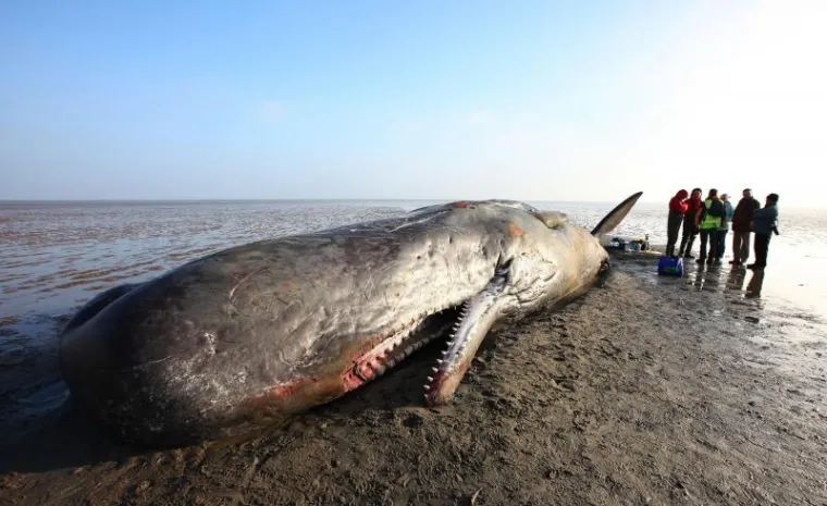 kit, nasukavanje kit, nasukavanje