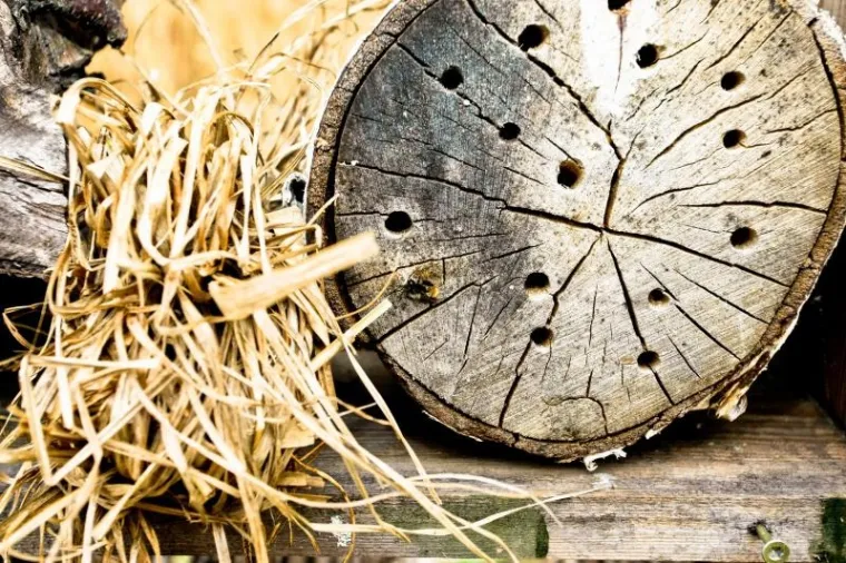 Hotel za kukce Hotel kukce