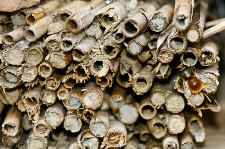 Hotel za kukce Hotel kukce