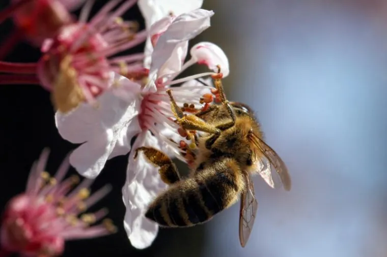 proljeće Opatija proljeće
