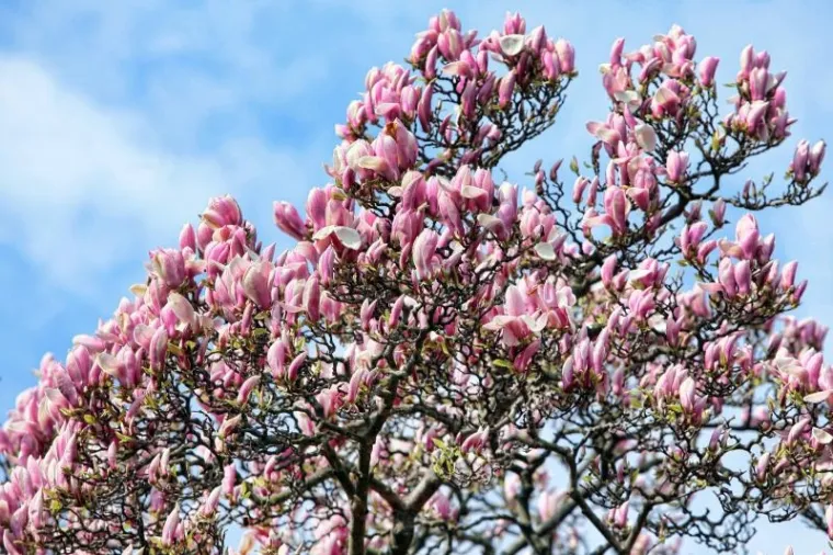 proljeće Opatija proljeće