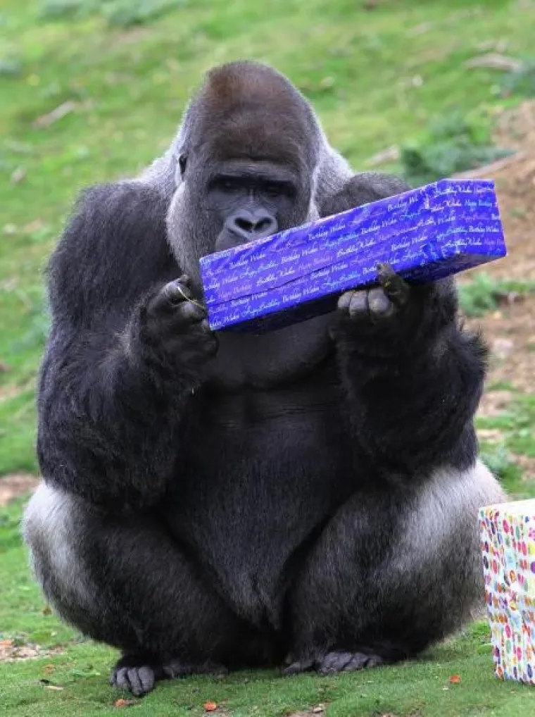 gorila gorila