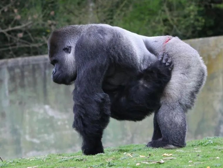 gorila gorila