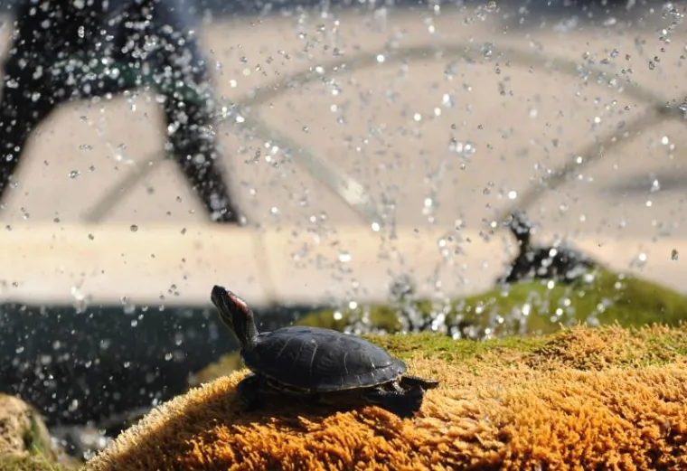 kornjače kornjače8