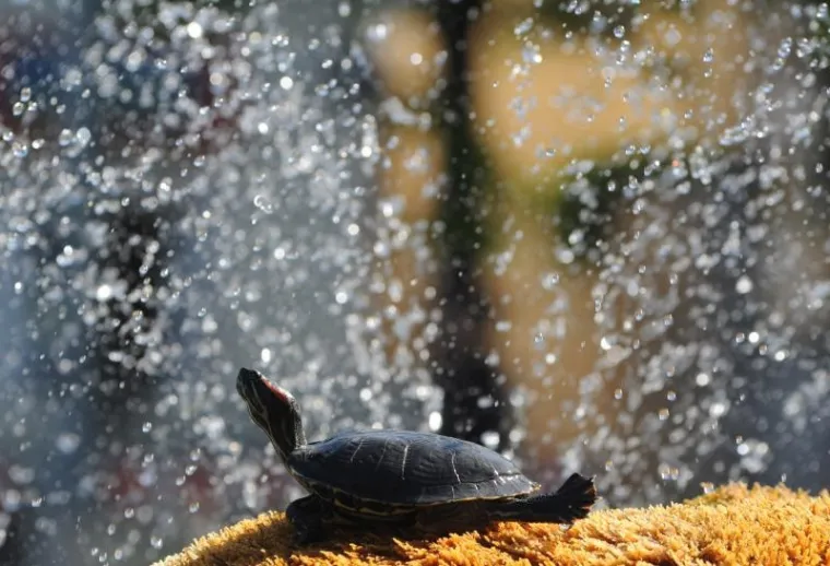 kornjače kornjače7