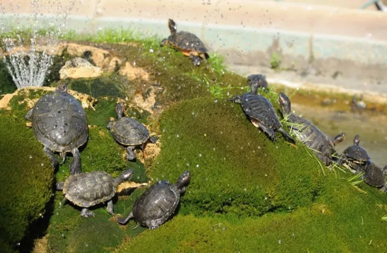 kornjače kornjače6