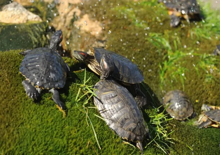 kornjače kornjače5