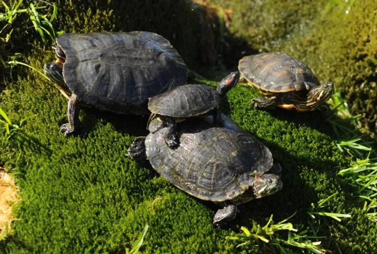 kornjače kornjače4