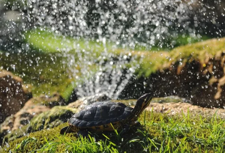 kornjače kornjače3