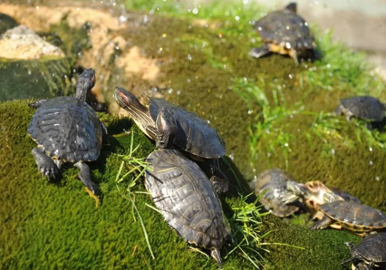 kornjače kornjače2