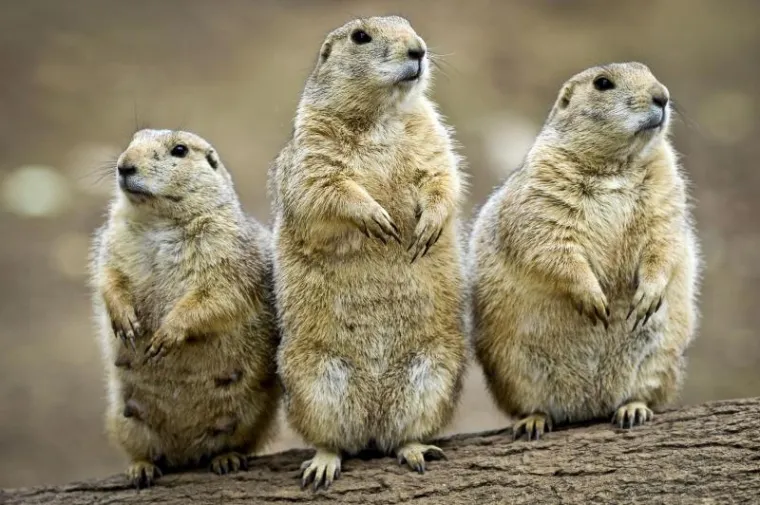 životinje životinje6