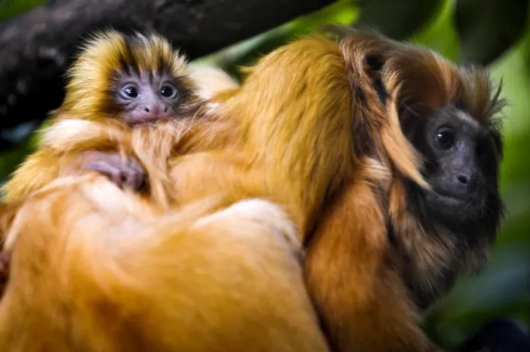 životinje životinje5