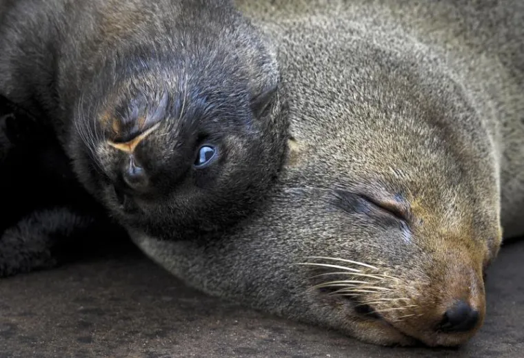 životinje životinje4