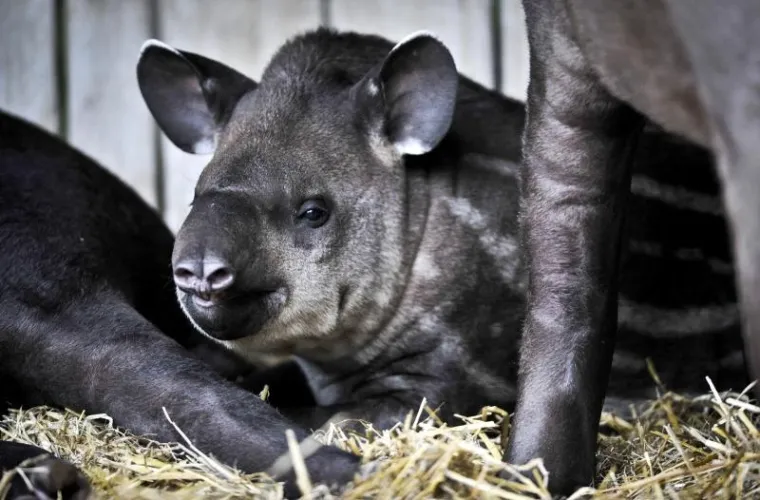 životinje životinje2