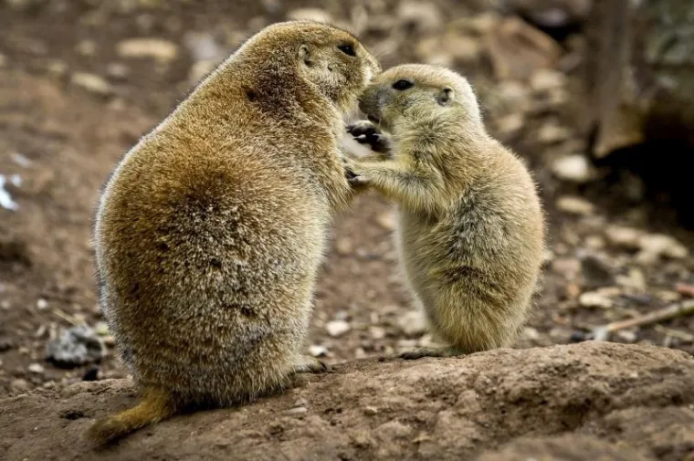 životinje životinje