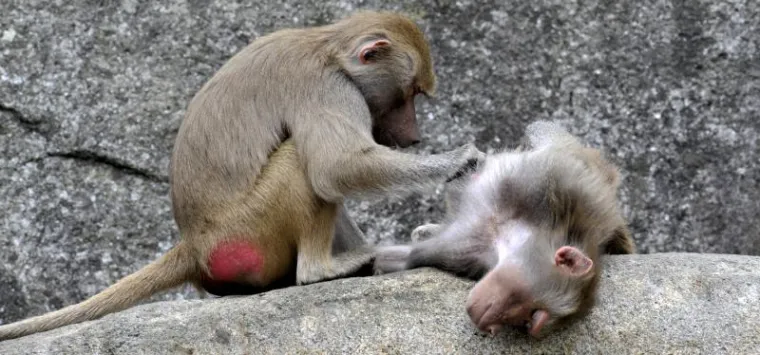 životinje životinje