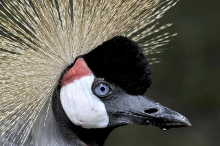 životinje životinje