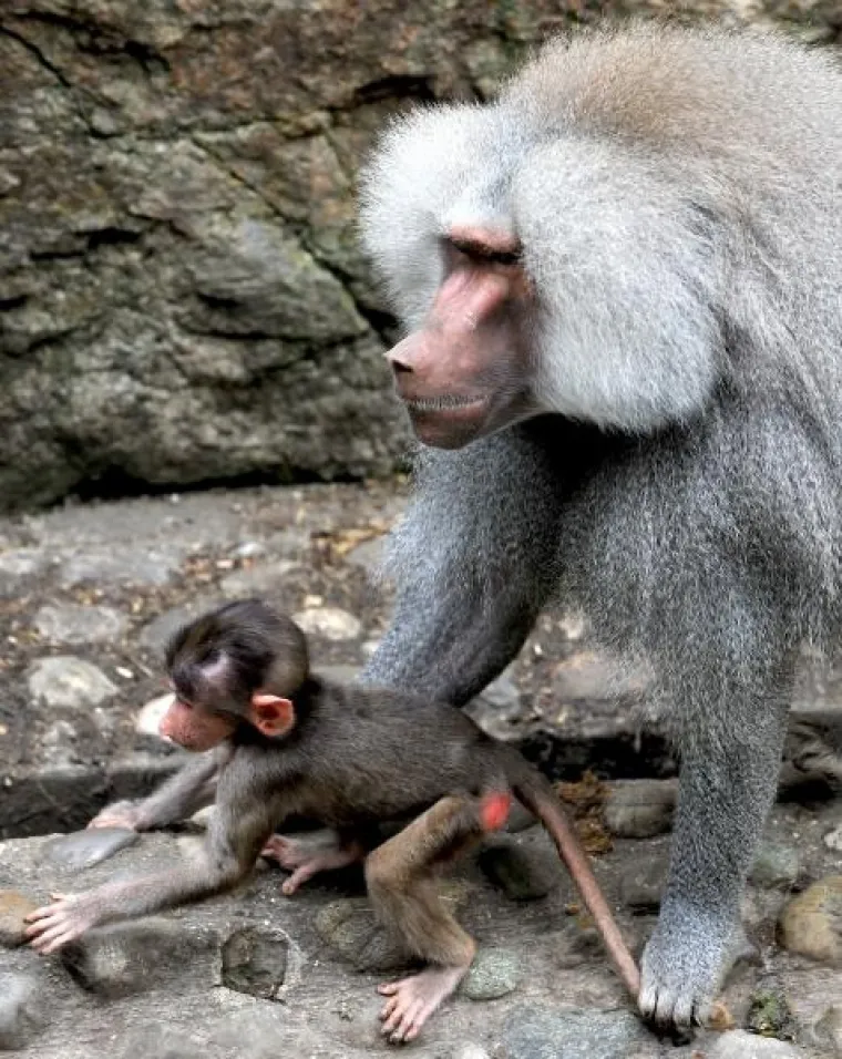 životinje životinje