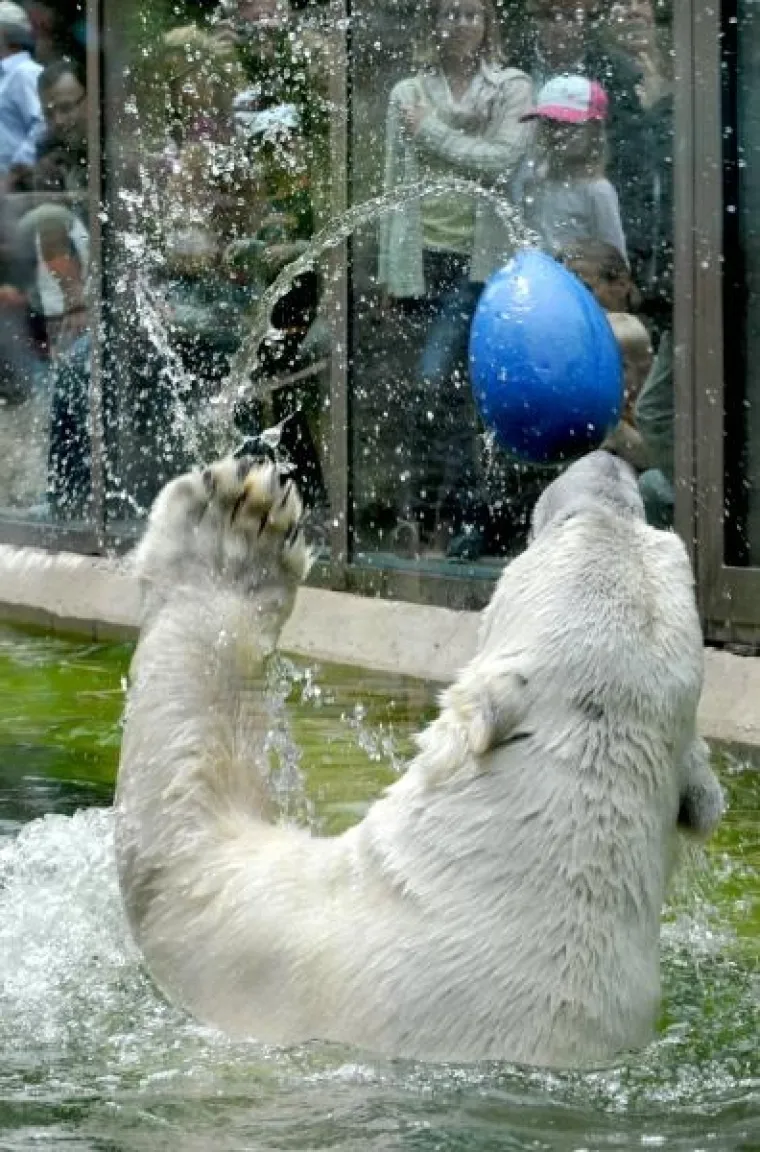 životinje životinje