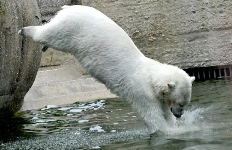 životinje životinje