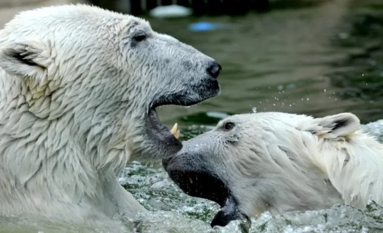 životinje životinje