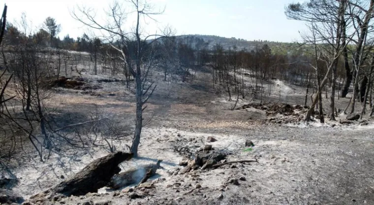 Ostaci guste borove &scaron;ume nakon vatrene apokalipse