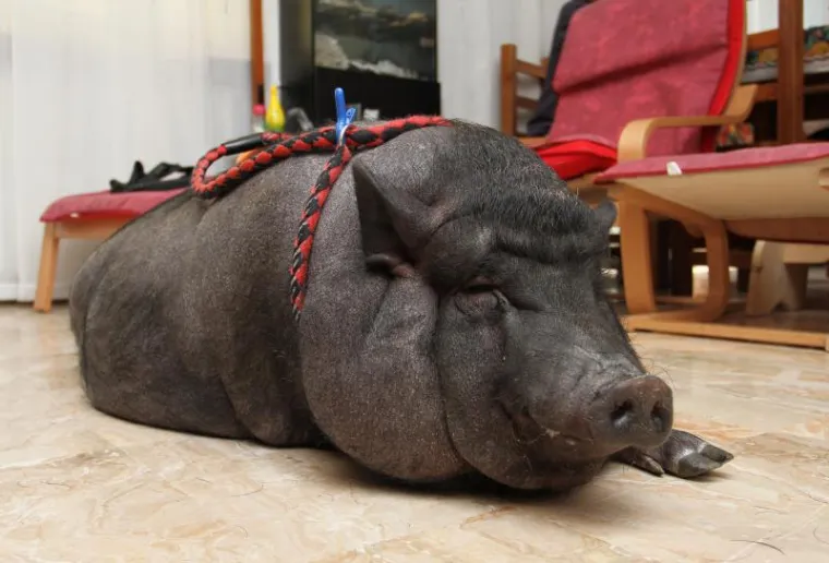 Ogromna vijetnamska svinja &scaron;okirala prolaznike