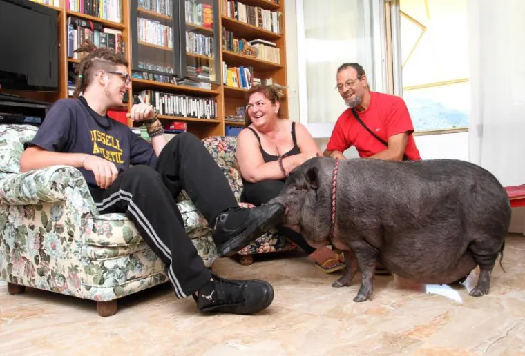 Ogromna vijetnamska svinja &scaron;okirala prolaznike