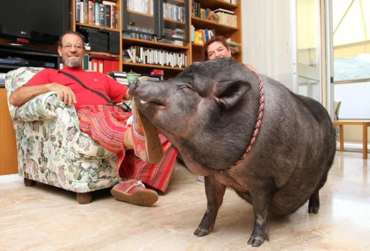 Ogromna vijetnamska svinja &scaron;okirala prolaznike