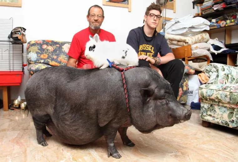 Ogromna vijetnamska svinja &scaron;okirala prolaznike